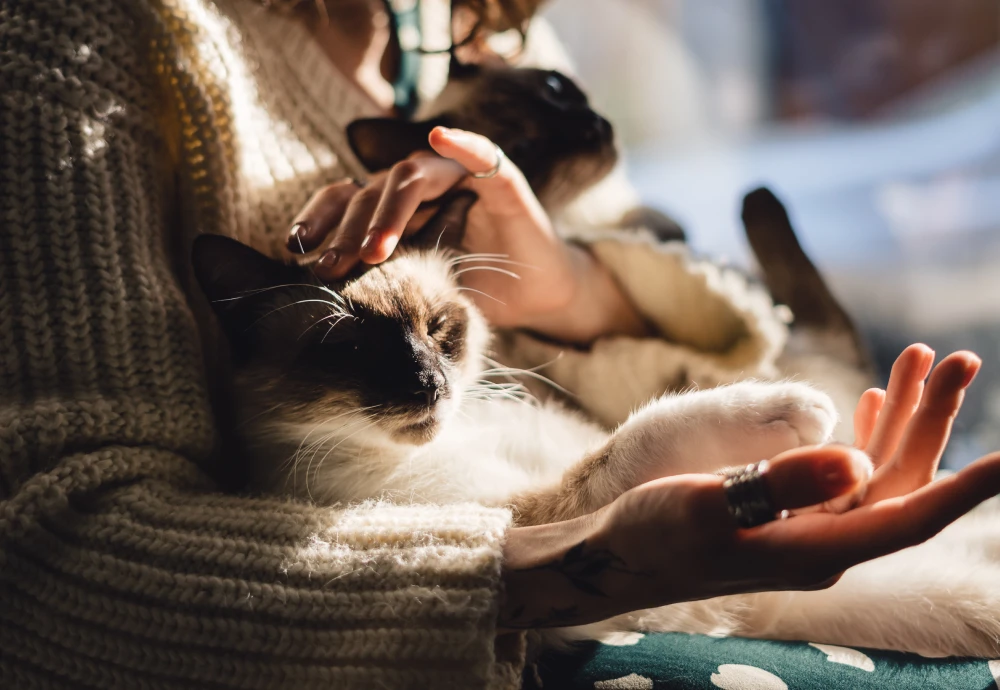 best camera to watch pets